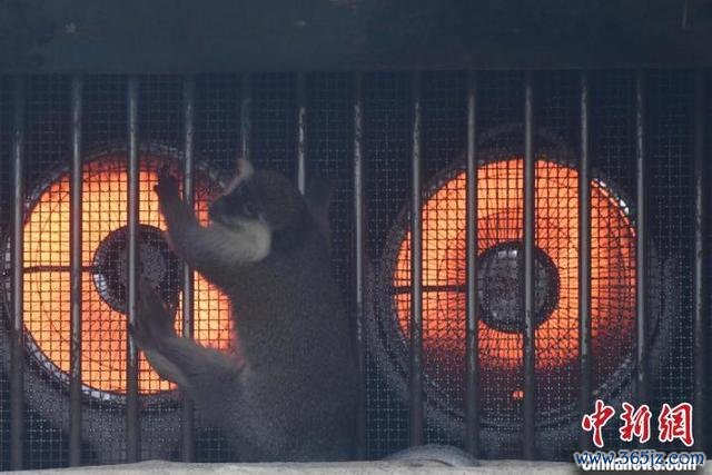 成齐动物园狒狒抱团烤火过冬 善良步伐保险动物甘心过冬